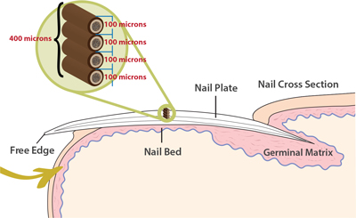 Fingernail Drug & Alcohol Test